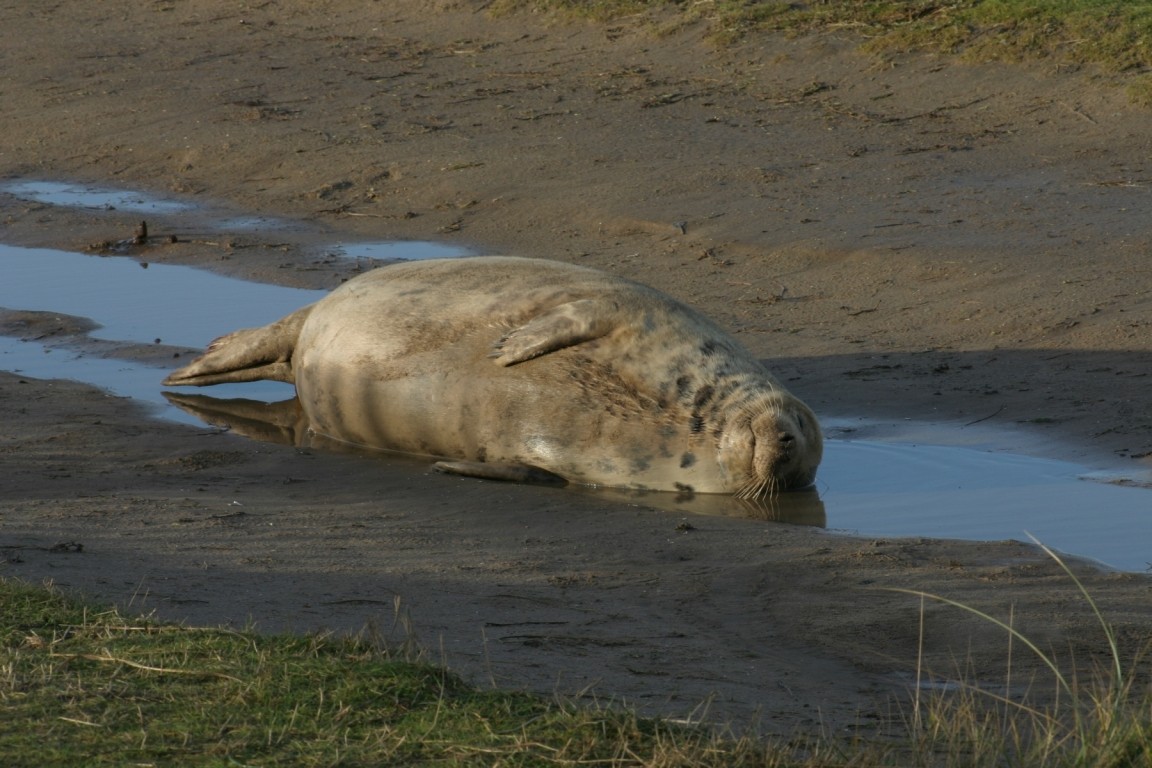 Seal Bathing